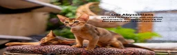 Abyssinian cats for sale: Bonbon – Ready Now | Exceptional Silver Abyssinian - Advert 29