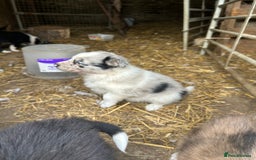 Border Collie dogs for sale: Border collie pups - Image 9