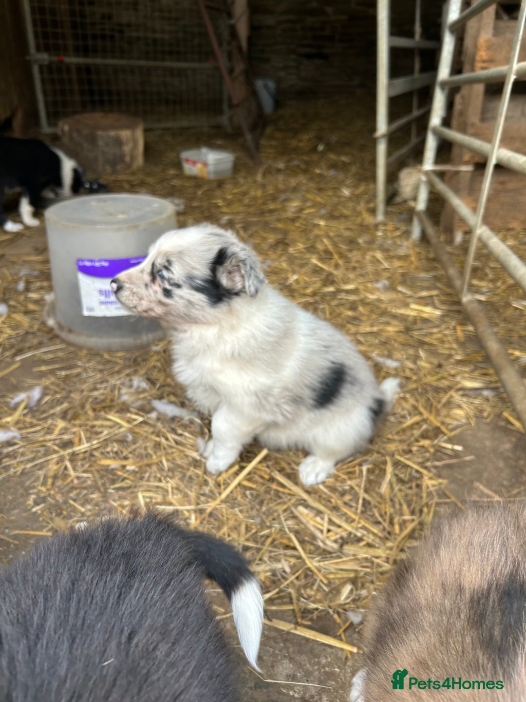 Border Collie dogs for sale: Border collie pups - Image 9