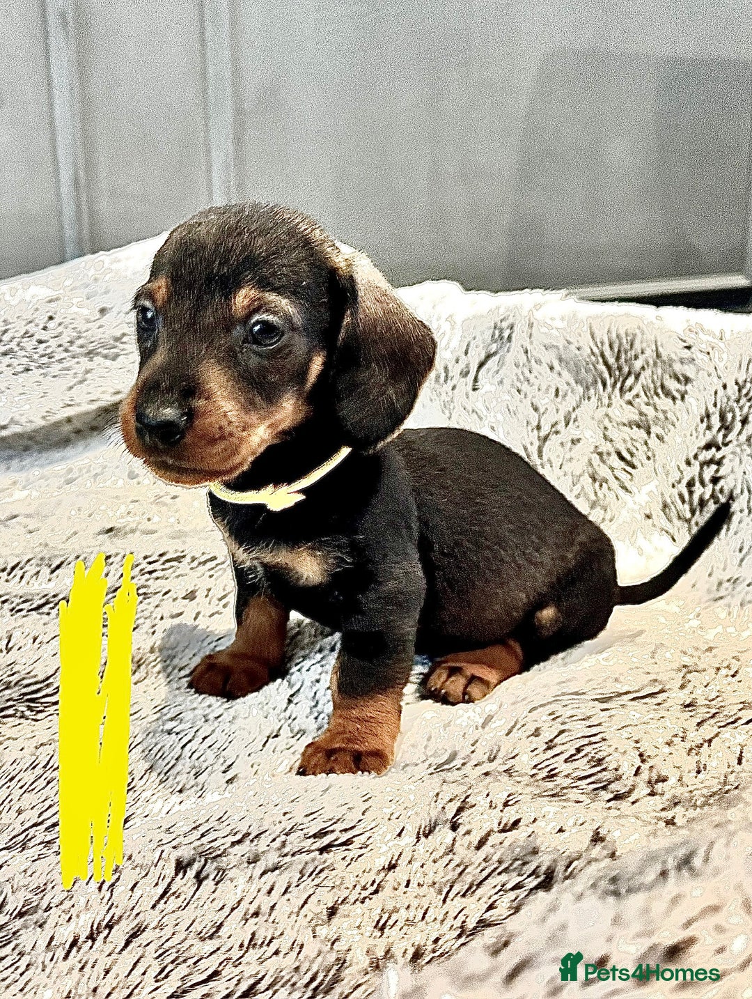 Dachshund dogs for sale: wirehaired dachshunds (teckels) - Image 26