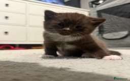 British Shorthair cats for sale: Charming British Shorthair Kittens - Image 4