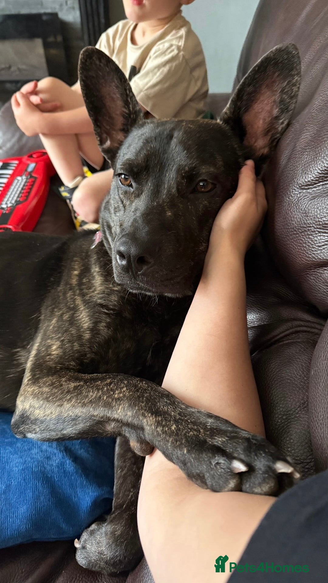 Mixed Breed dogs for sale: Bear - Staffy X German Shepherd - Image 3