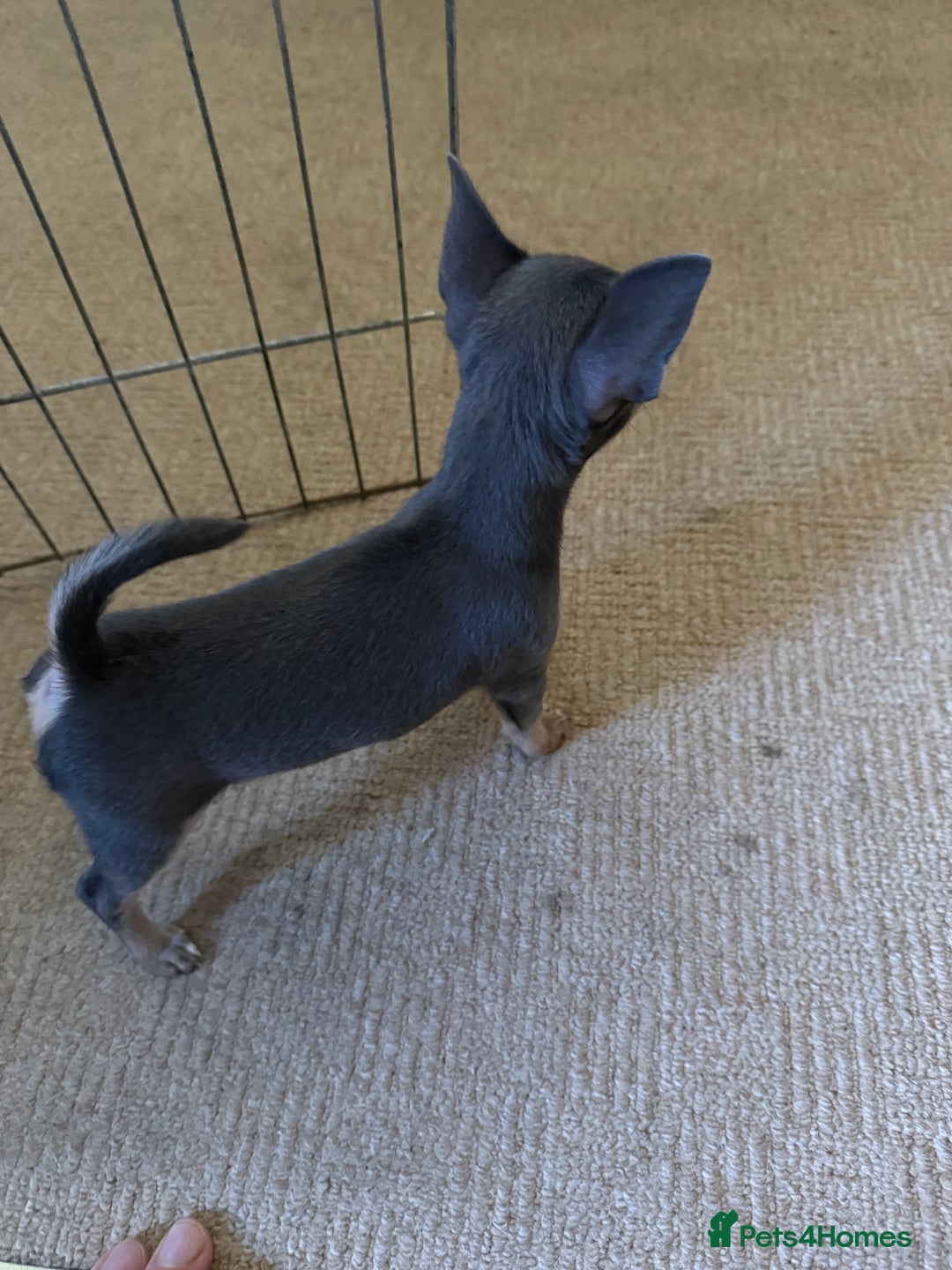 Chihuahua dogs for sale: Sensational KC blue Chihuahua ( smooth ) pups  - Advert 3
