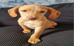 Cockerdor dogs for sale: Lovely pup - Image 1
