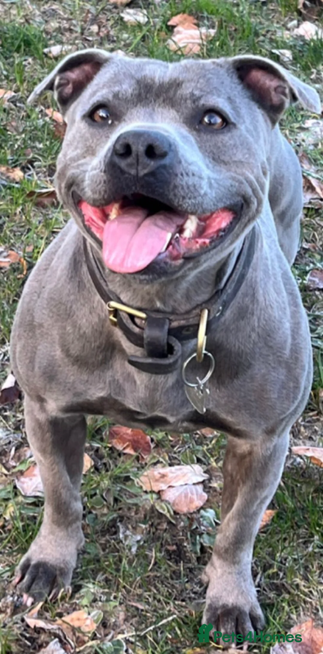 Staffordshire Bull Terrier dogs for sale: Geministaffs zee & maximus (4⭐️licensed breeders) - Advert 2