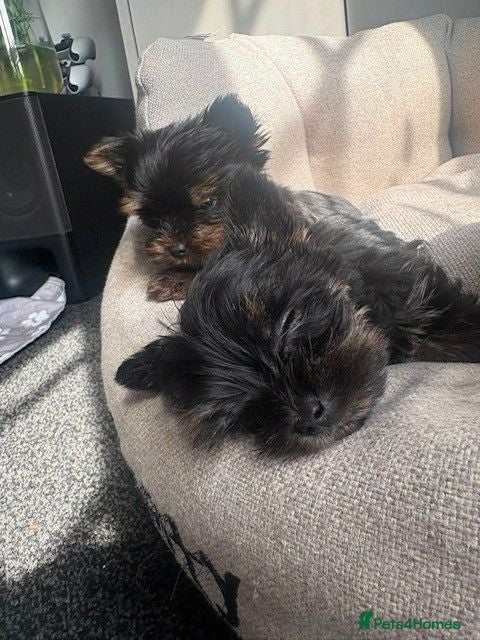 Yorkshire Terrier dogs Yorkshire Terrier Puppies - Advert 4