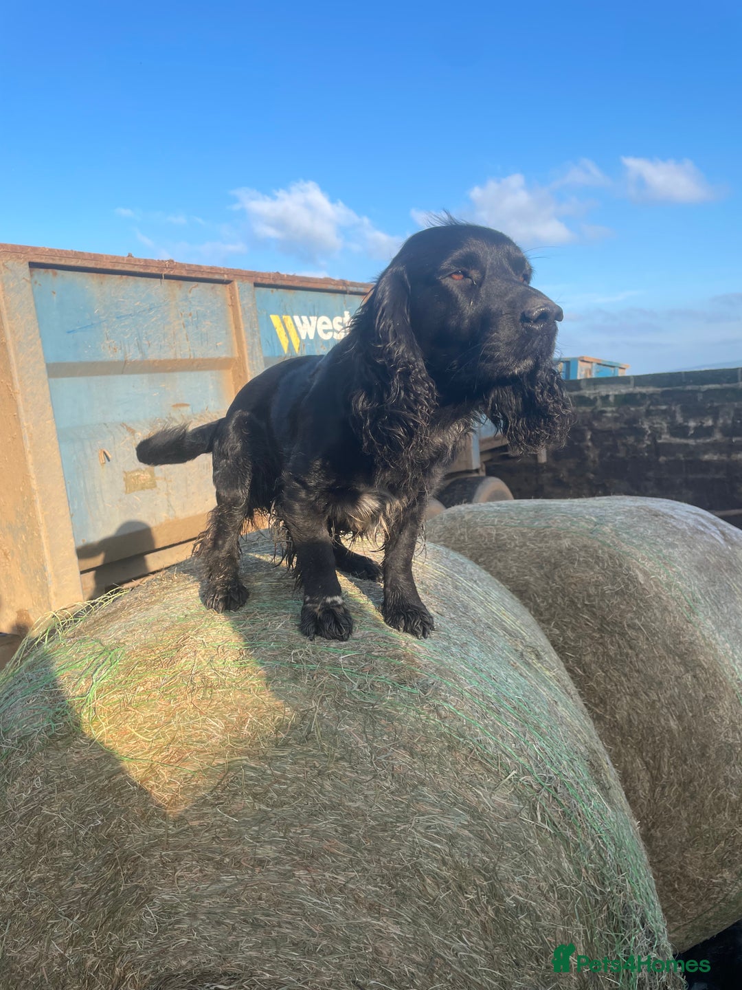 Mixed Breed dogs for sale: Sprollies  - Advert 2