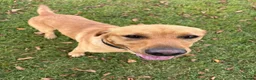 Labrador Retriever dogs for sale: Labrador, fantastic male for sale  in Market Rasen - Advert 5