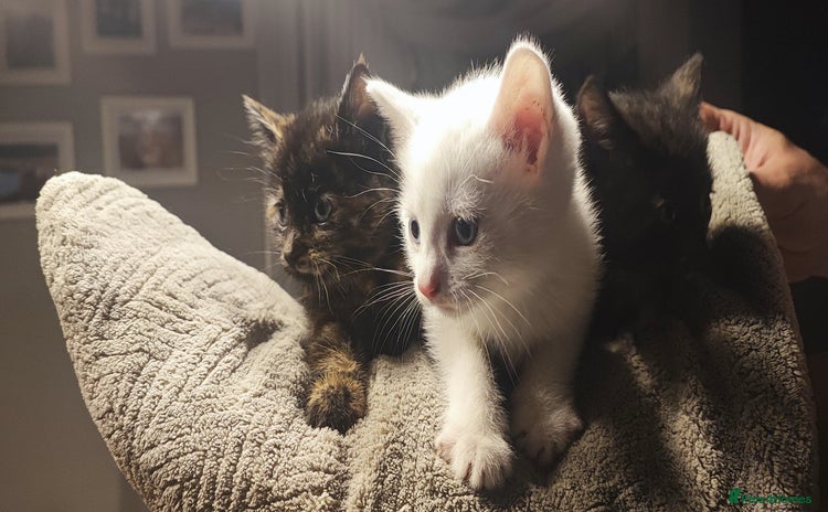 Mixed Breed cats - Advert 8