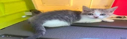 Mixed Breed cats for sale: Half British short hair half Siamese  - Advert 4