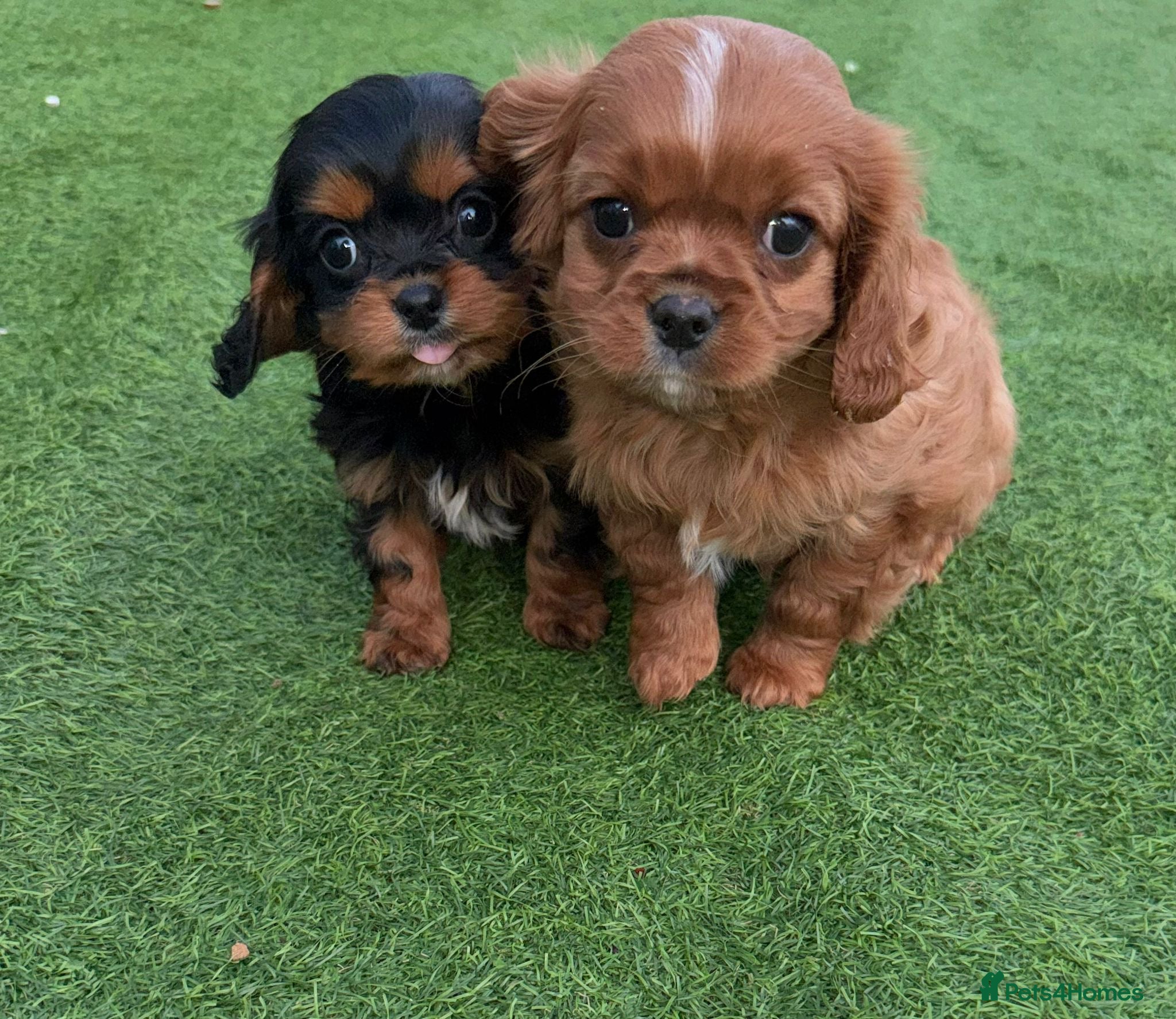 Cavalier King Charles Spaniel dogs Cavalier King Charles - Advert 9
