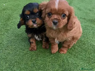 Cavalier King Charles Spaniel dogs Cavalier King Charles - Advert 9