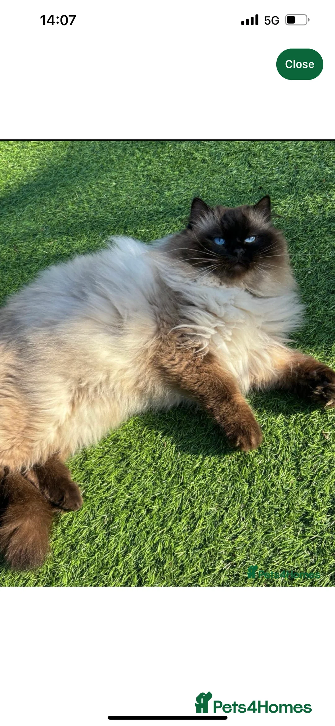 Ragdoll cats for sale: Gccf Luxury Seal Lynx Point Ragdoll Kittens  - Advert 3