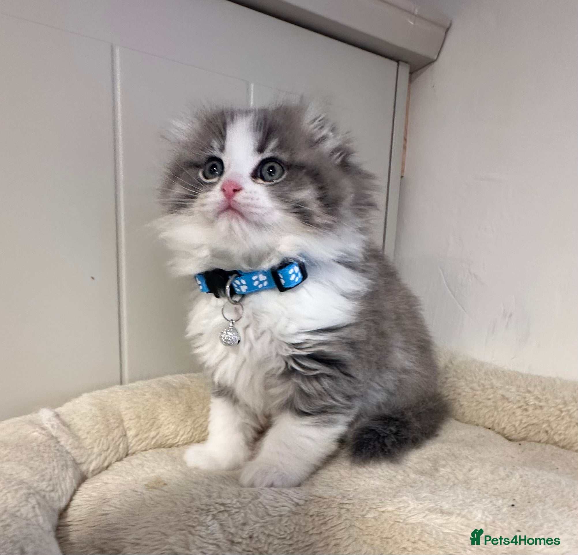 Scottish Fold cats Stunningly Gorgeous Scottish Fold kitchens - Advert 16