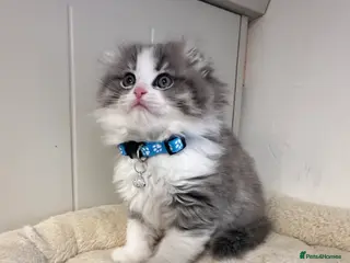 Scottish Fold cats Stunningly Gorgeous Scottish Fold kitchens - Advert 16