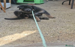 German Shepherd dogs for sale: German shepherd girl BLUE/TAN  in Rugby - Image 12