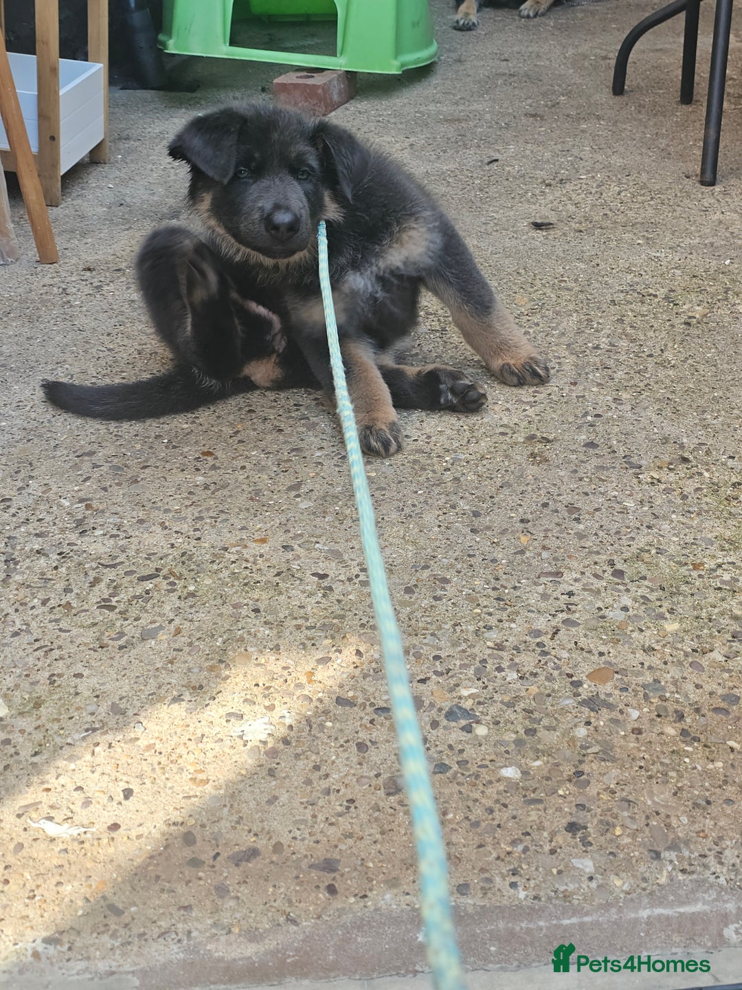 German Shepherd dogs for sale: German shepherd girl BLUE/TAN  in Rugby - Image 12