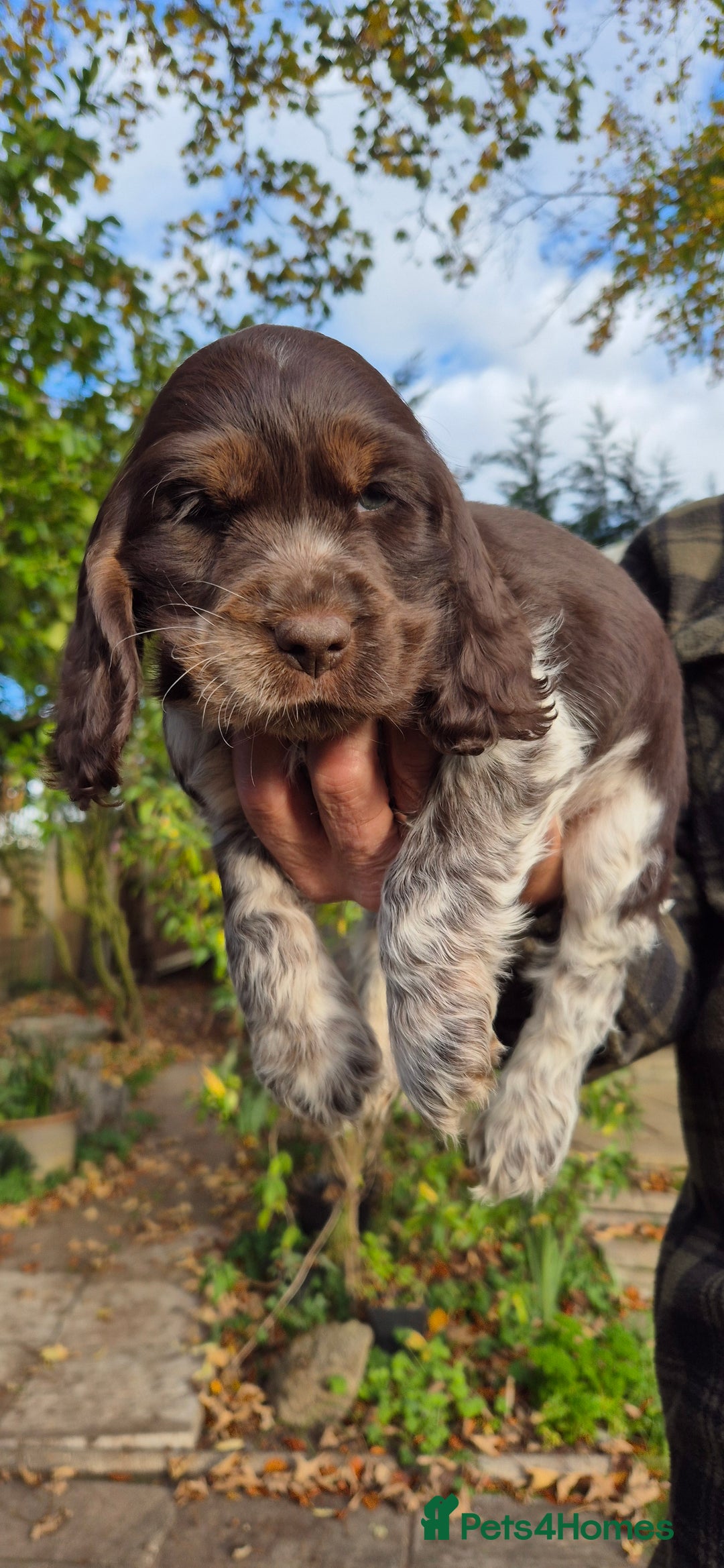 Cocker Spaniel dogs for sale: READY NOW A stunning litter of spaniels  - Advert 24