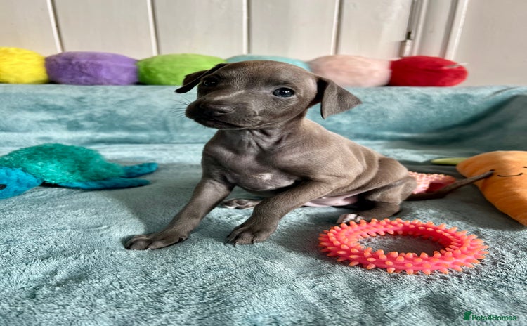 Italian Greyhound dogs KC Reg. Stunning Italian Greyhound Pup. - Advert 15