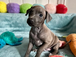 Italian Greyhound dogs KC Reg. Stunning Italian Greyhound Pup. - Advert 1