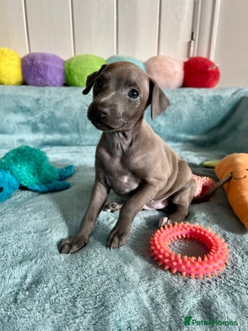 Italian Greyhound dogs KC Reg. Stunning Italian Greyhound Pup. - Advert 15