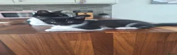Mixed Breed cats for sale: 8wk old kittens  - Advert 8