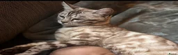 Bengal cats for sale: Beautiful young female Bengal  - Advert 4