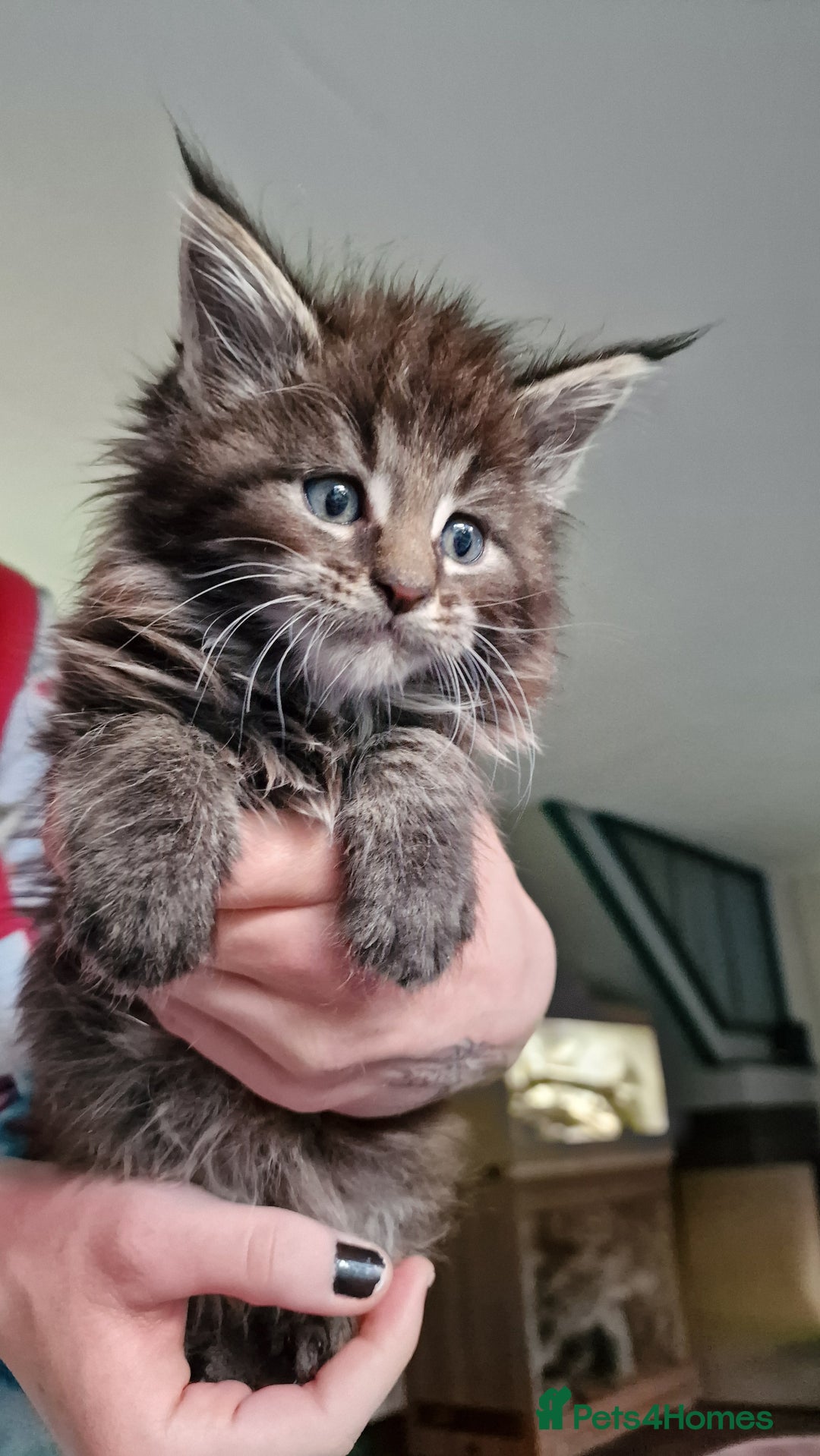Maine Coon cats for sale: Beautiful Mainecoon kittens  - Advert 4