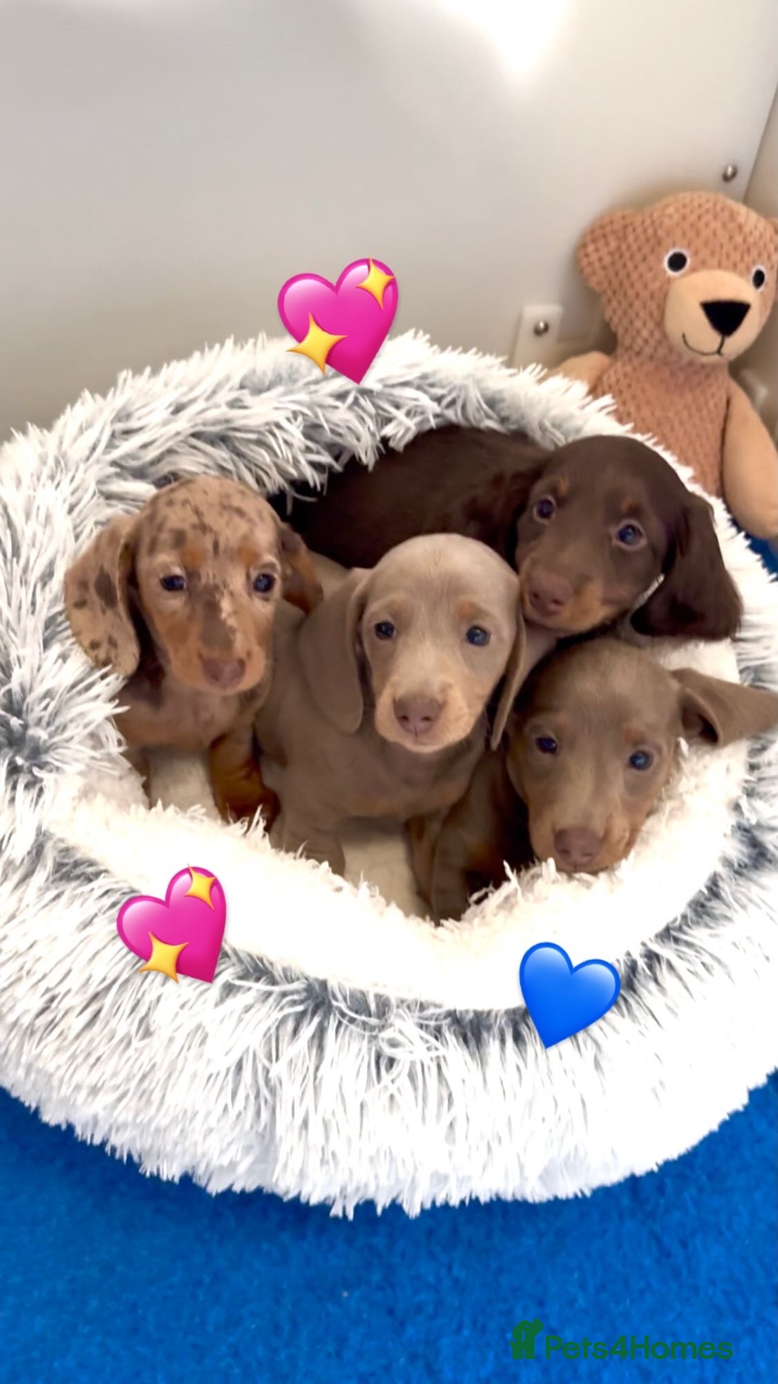 Miniature Dachshund dogs Quality mini long hair choco & tan Daxi puppy,s  - Advert 13