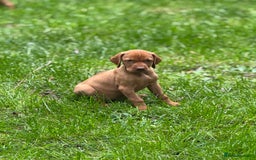 Hungarian Vizsla dogs for sale: PEDIGREE VIZSLA PUPS HIP & ELBOW TESTED PARENTS   - Image 21