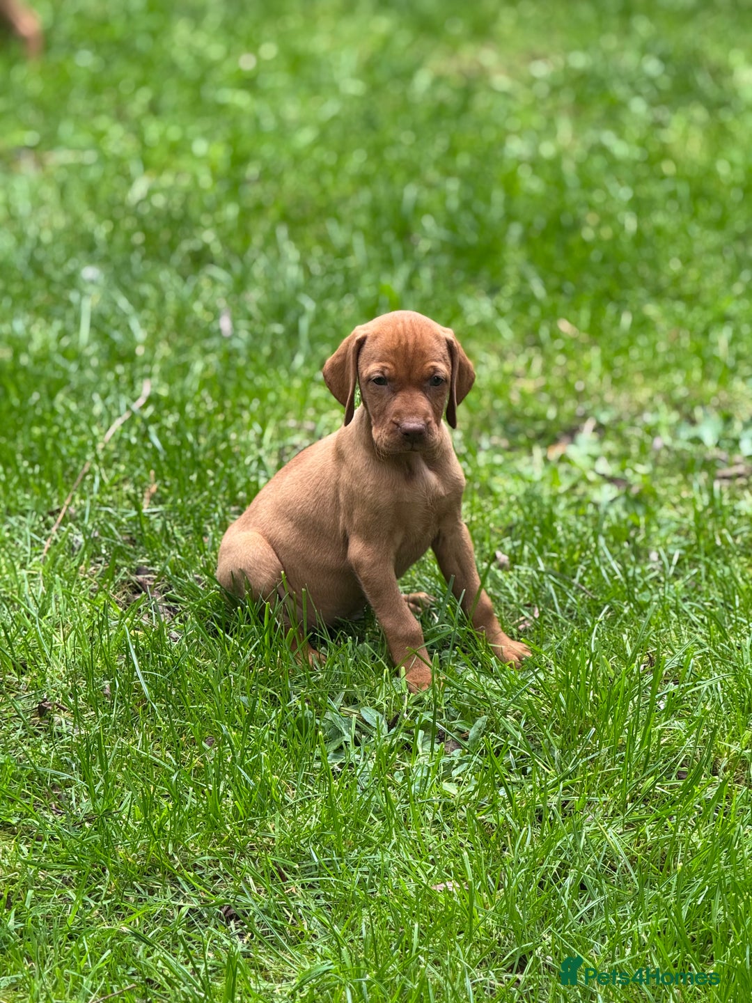 Hungarian Vizsla dogs for sale: PEDIGREE VIZSLA PUPS HIP & ELBOW TESTED PARENTS   - Image 21