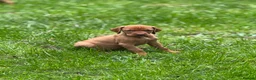 Hungarian Vizsla dogs for sale: PEDIGREE VIZSLA PUPS HIP & ELBOW TESTED PARENTS   - Advert 21