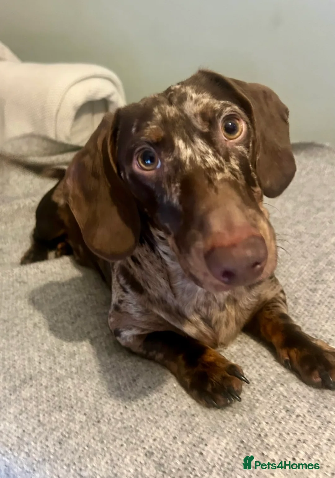 Miniature Dachshund dogs for sale: 2 Miniature Dachshund £1500 for both - Advert 2