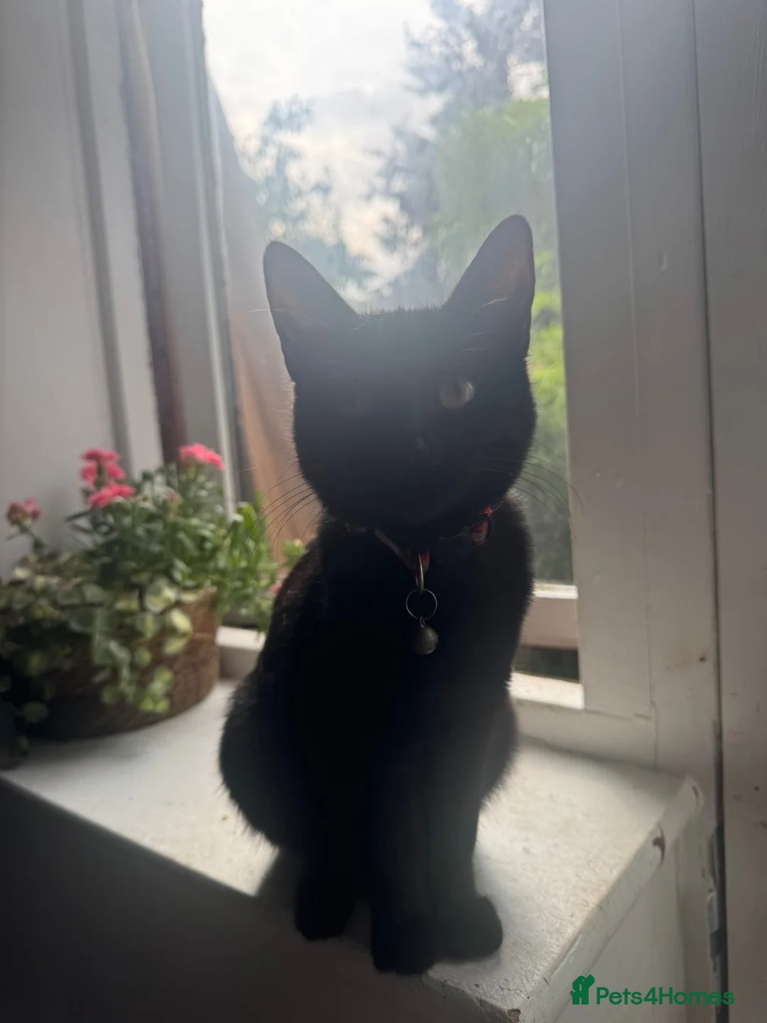 Mixed Breed cats for sale: 1 black kitten for sell - Advert 4
