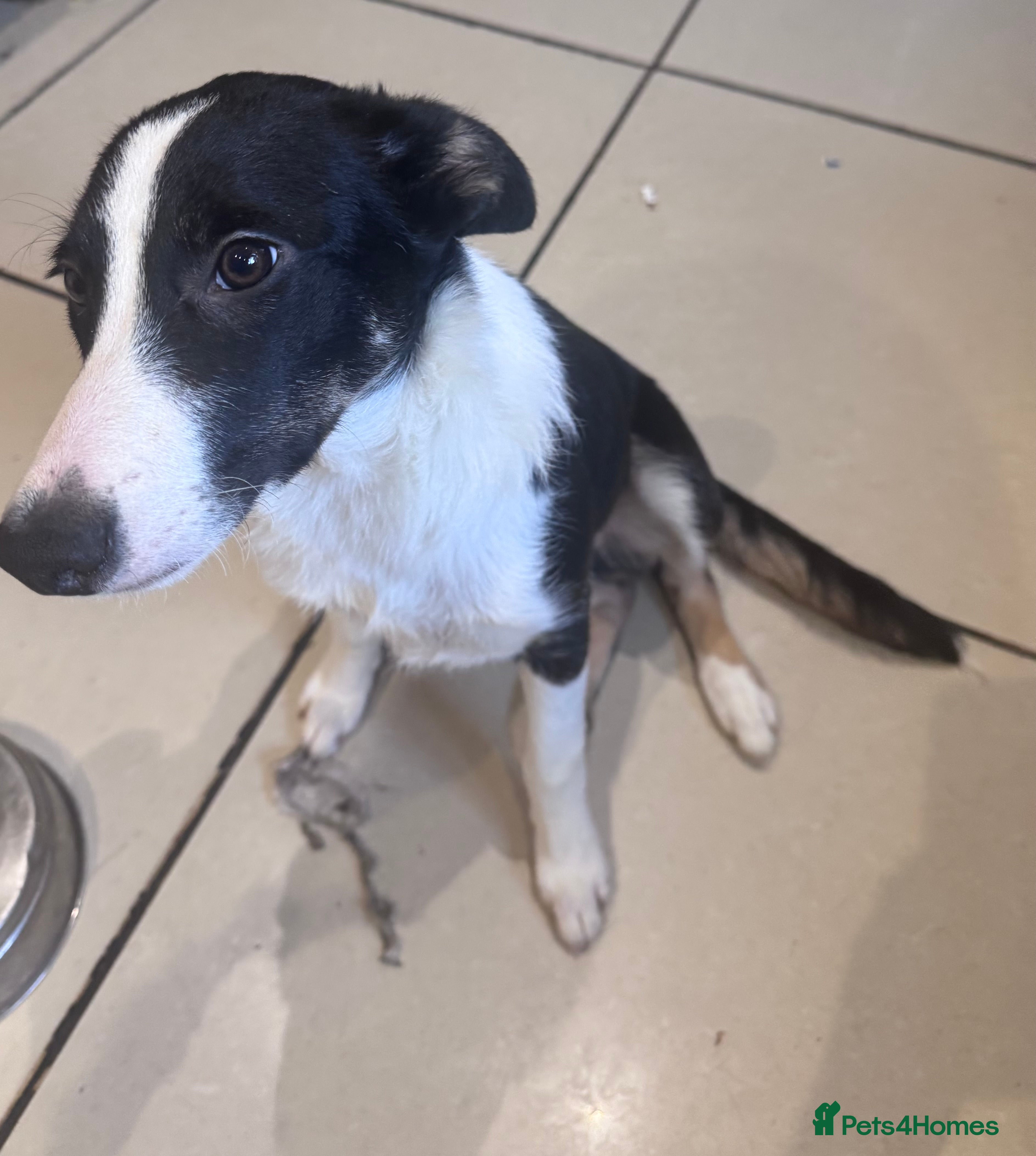 Border Collie dogs Beautiful Boarder Collie for sale - Advert 1