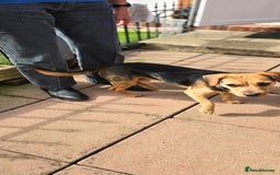 Mixed Breed dogs for adoption: Toby the Terrier - Image 3