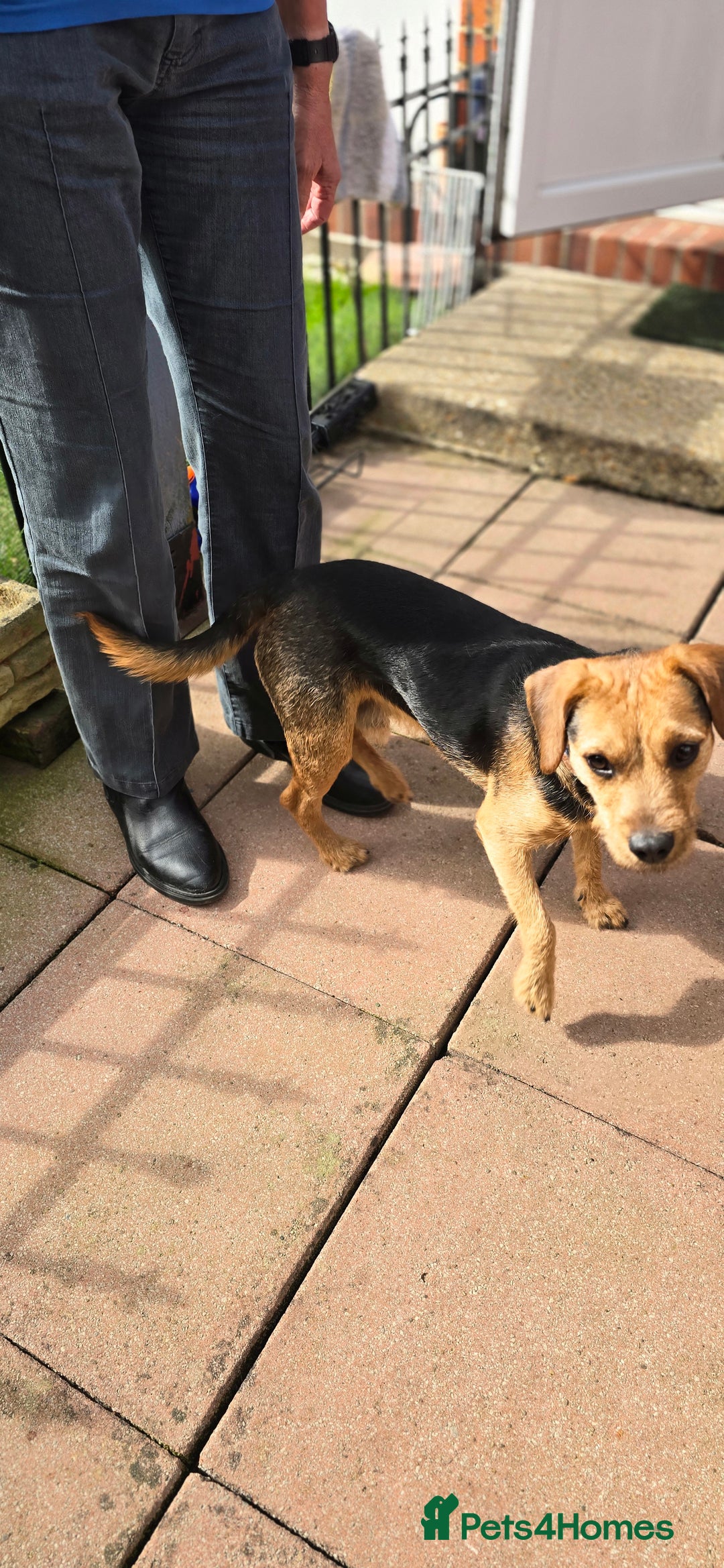 Mixed Breed dogs for adoption: Toby the Terrier - Image 3
