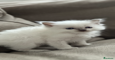 Ragdoll cats 🎀🎀 GCCF STUNNING BABIES 🦋🦋 - Advert 11