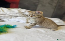 British Shorthair cats for sale: BSH kitten classic & chinchilla bloodline - Image 13