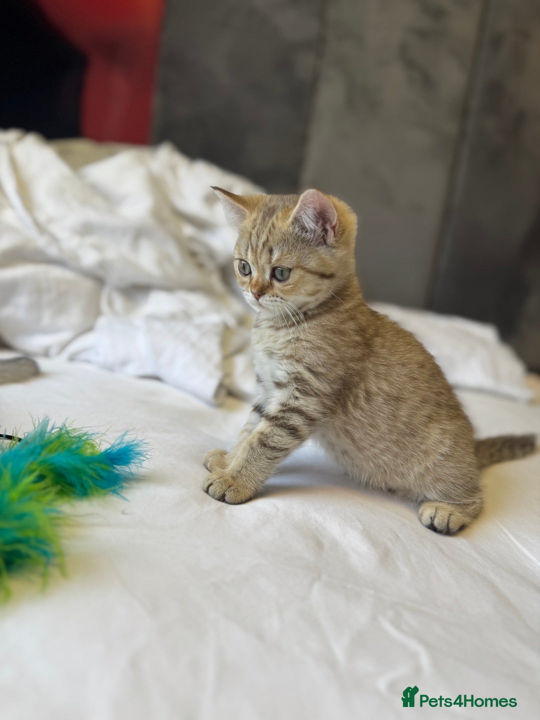 British Shorthair cats for sale: BSH kitten classic & chinchilla bloodline - Image 13