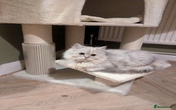 Perdoll cats for sale: Gorgeous rare Ragdolls cross Persians❤️ - Advert 1