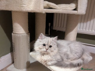 Perdoll cats Gorgeous rare Ragdolls cross Persians❤️ - Advert 2