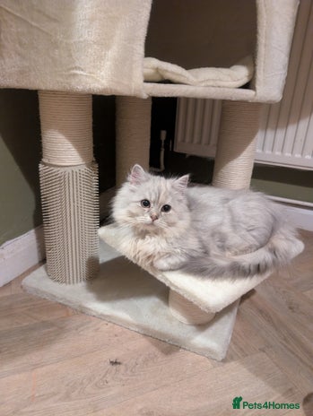 Perdoll cats Gorgeous rare Ragdolls cross Persians❤️ - Advert 1