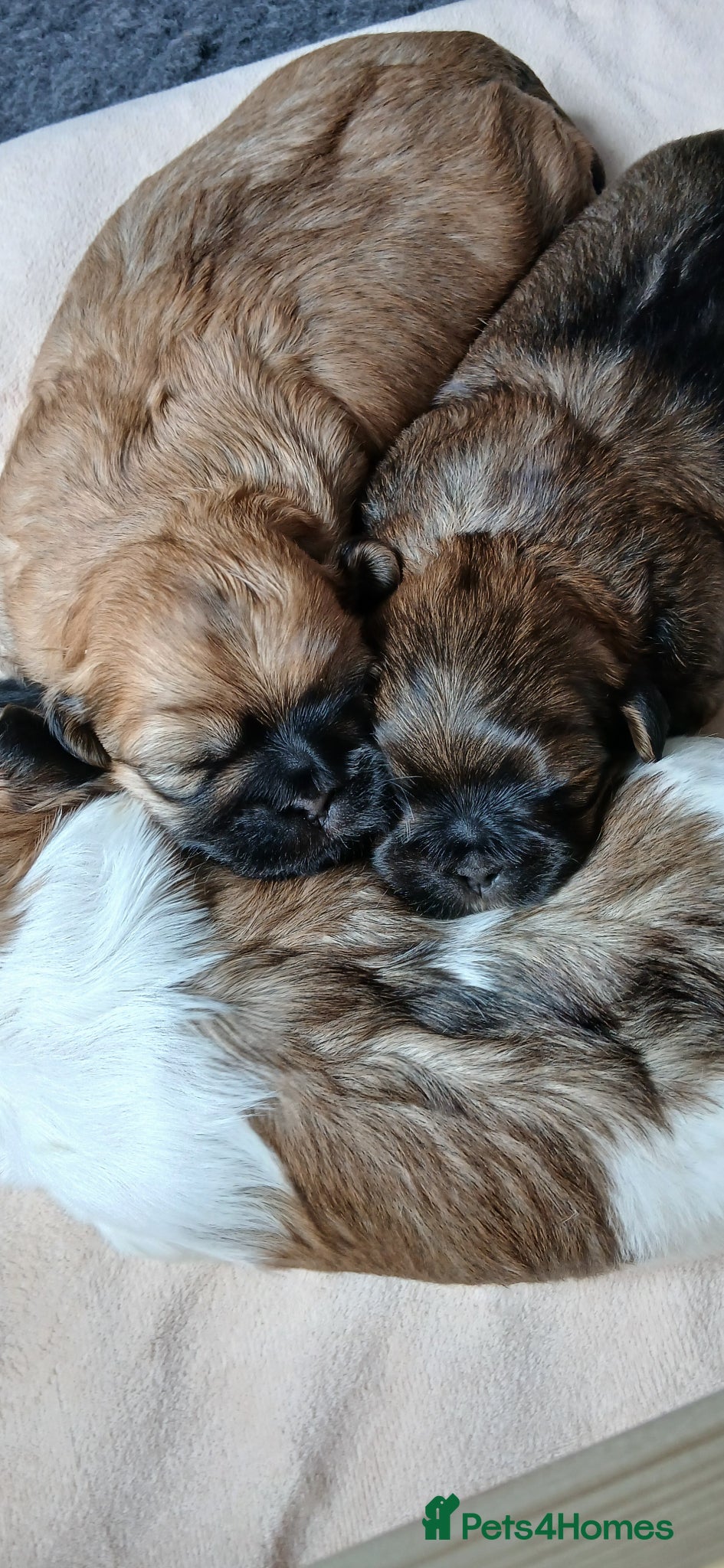 Shih Tzu dogs Beautiful Shih Tzu Girls - Advert 5