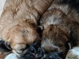 Shih Tzu dogs Beautiful Shih Tzu Girls - Advert 5