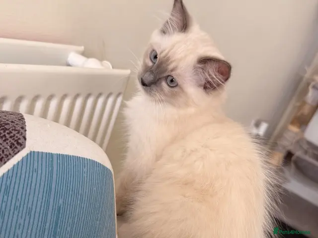 Ragdoll cats Last girl Kitten Looking for Forever Homes - Advert 1