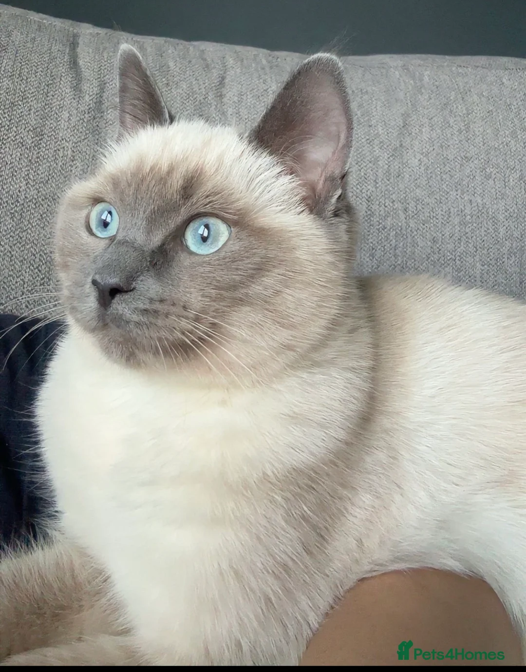 Ragdoll cats for sale: Mainecoon and ragdoll  - Advert 1