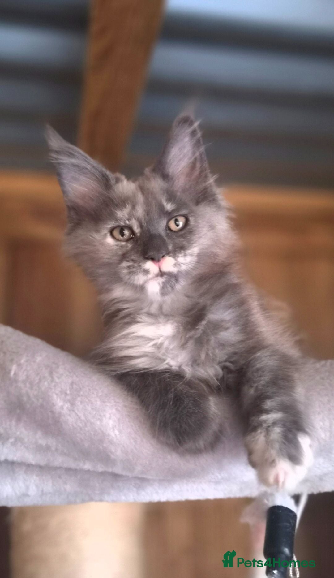 Maine Coon cats 2 Beautiful Maine Coon Kittens - Advert 13