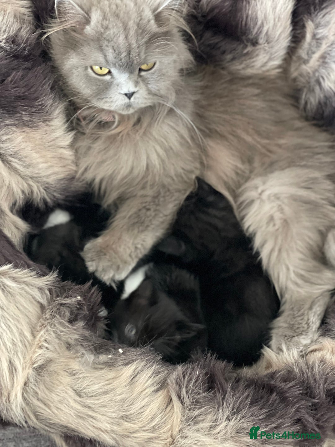 British Longhair cats for sale: British long-haired kittens - Image 2