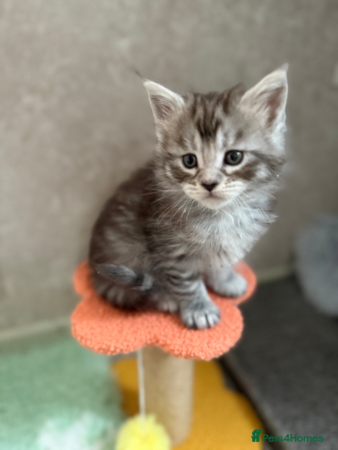 Maine Coon cats for sale: GCCF Maine coon stunning large kittens  - Advert 15